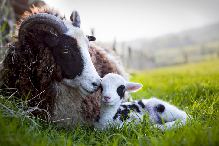 La rentabilité de l’élevage ovin suspendue au coût des intrants