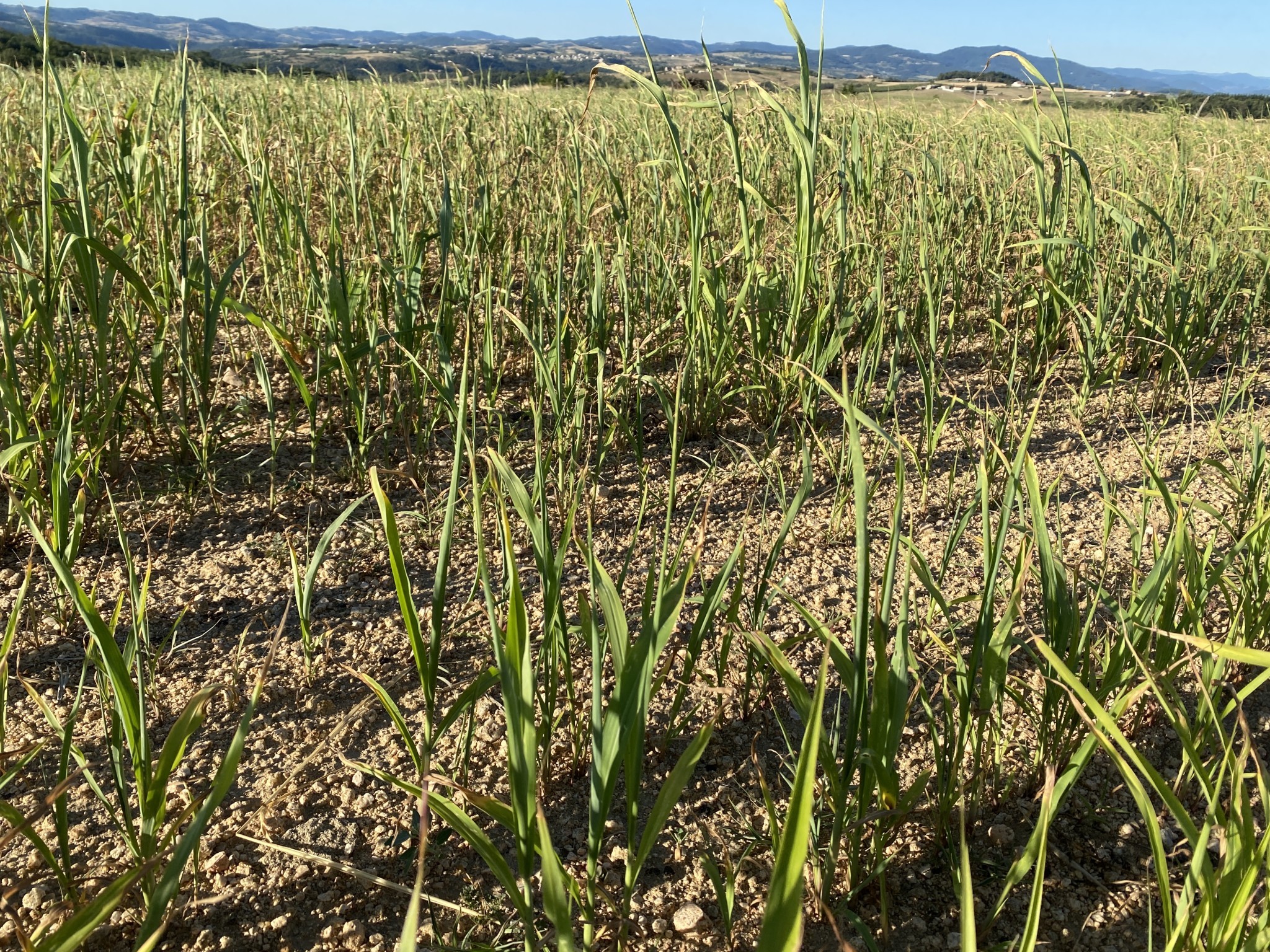 Les conditions d’accès aux indemnisations “calamités”  sécheresse parues au JO