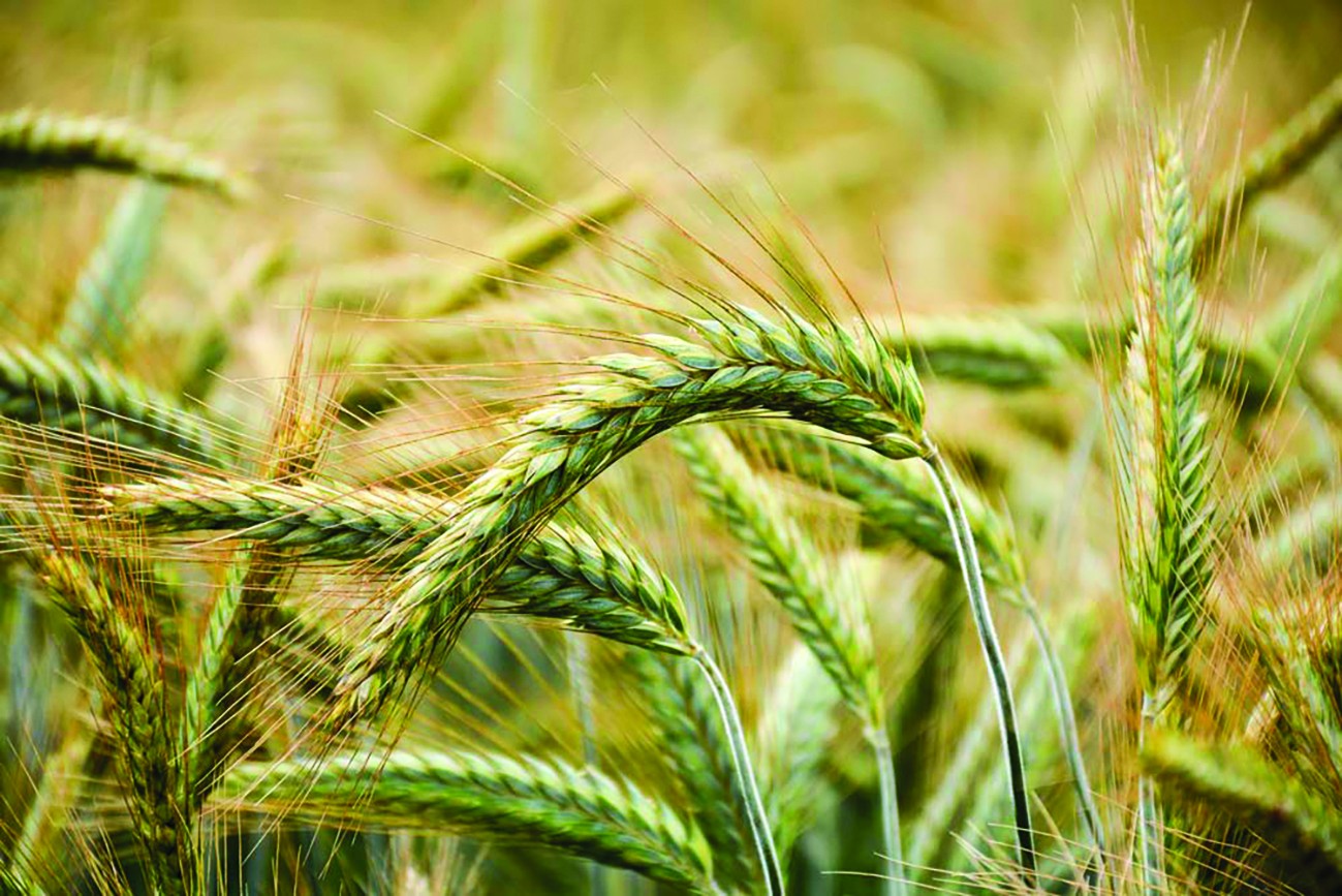 Choix variétal en triticale