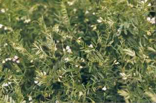 Cultiver et valoriser des légumes secs biologiques 