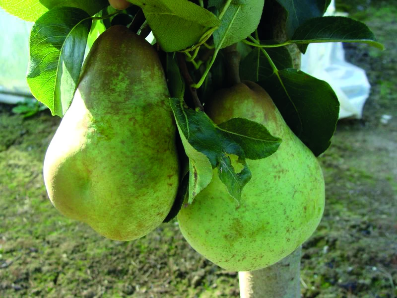 Relancer la production de poire Williams