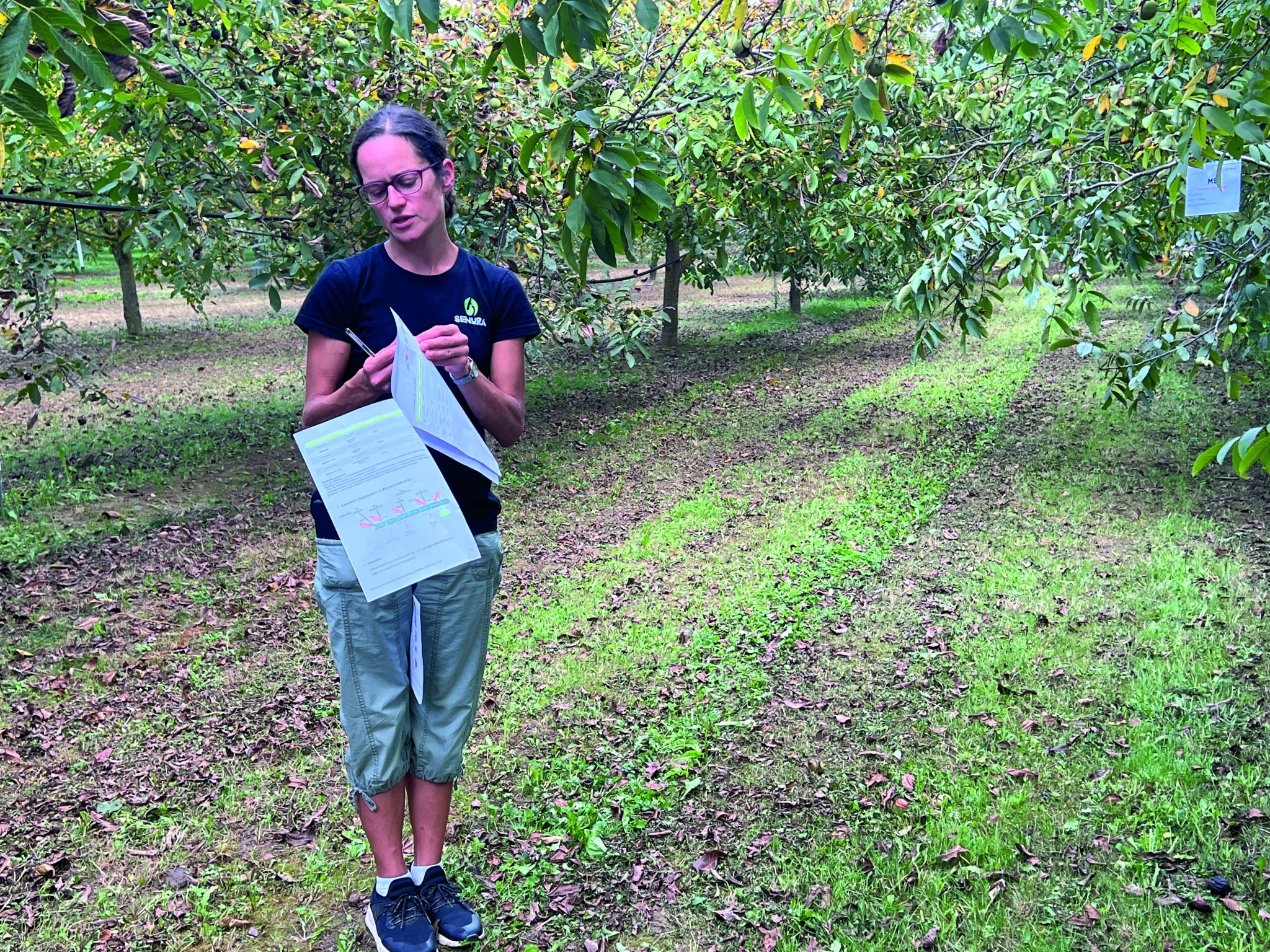 Désherbage des noyers : alternatives au glyphosate
