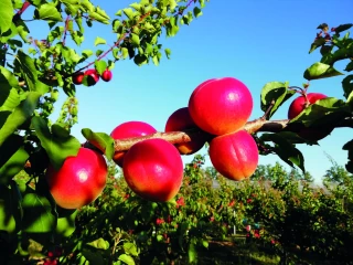 Comportement des nouvelles variétés à la Sefra  et évolution climatique