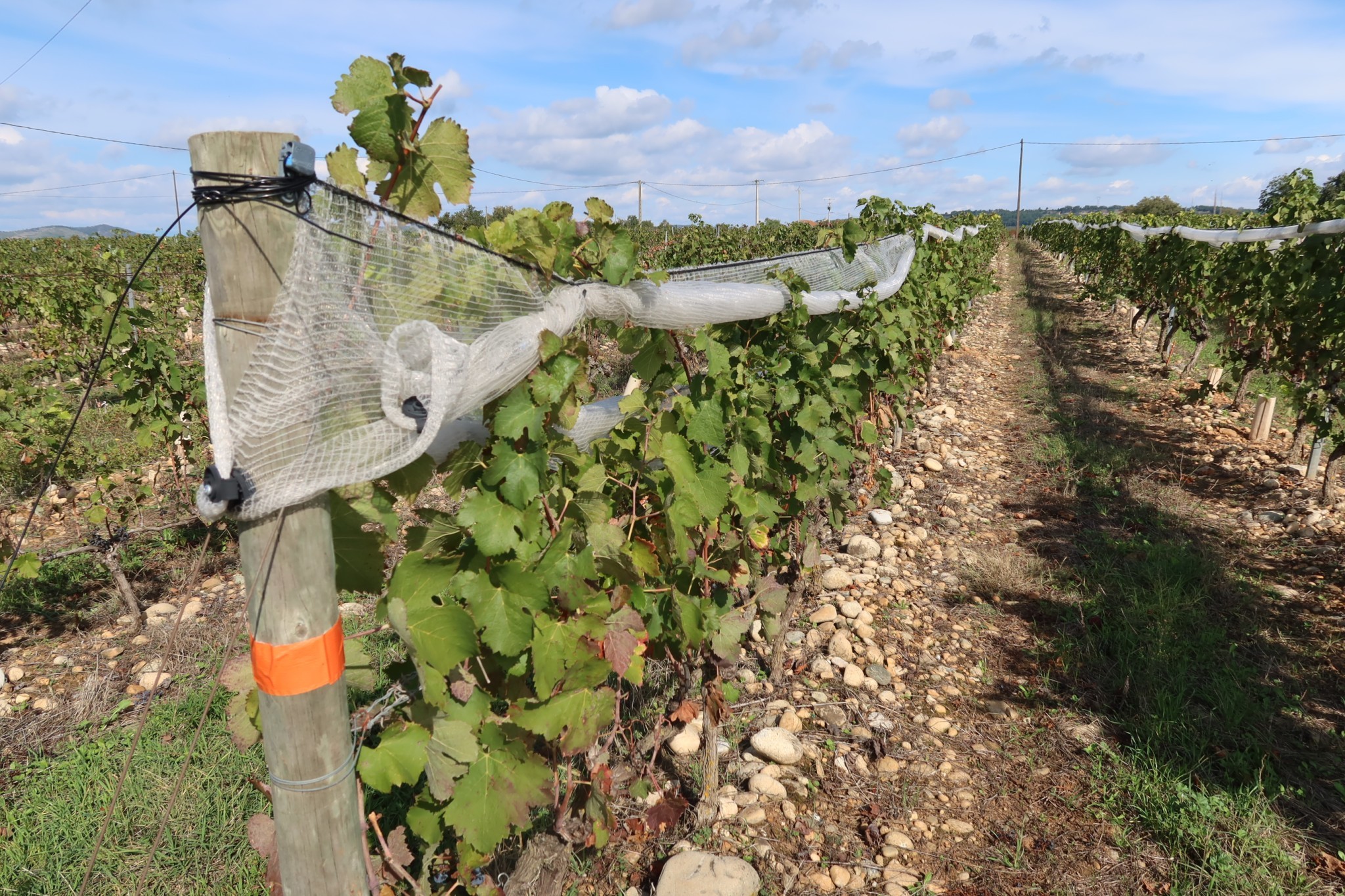 Plus chaud, plus sec : le vignoble se prépare