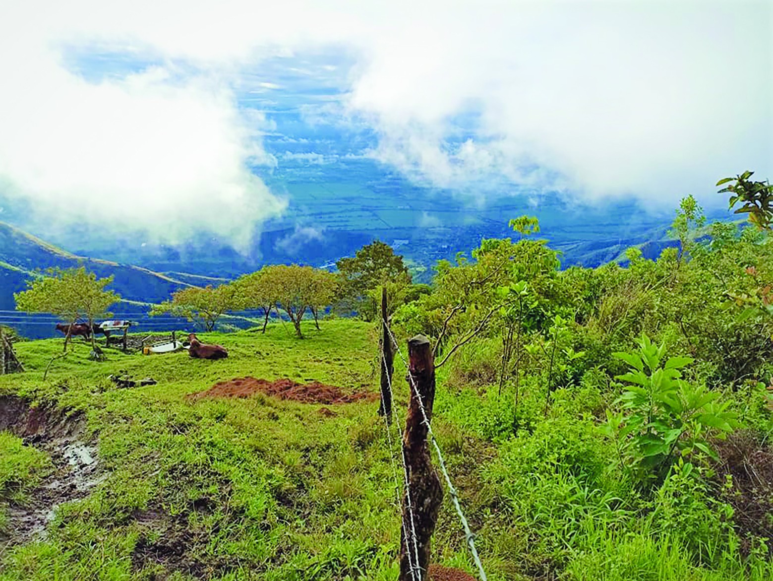 Colombie : ils sèment des arbres contre la déforestation