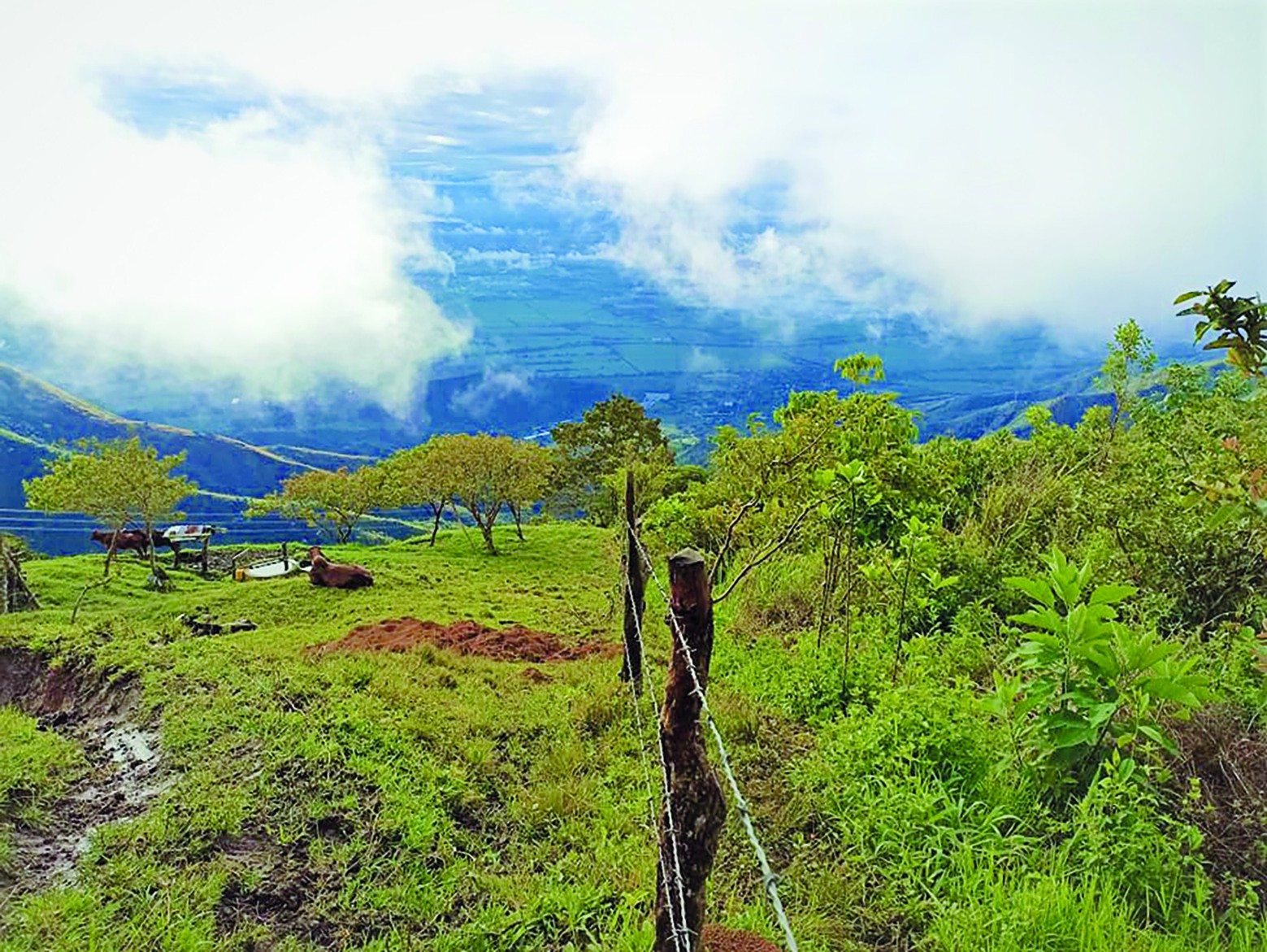 Colombie : ils sèment des arbres  contre la déforestation