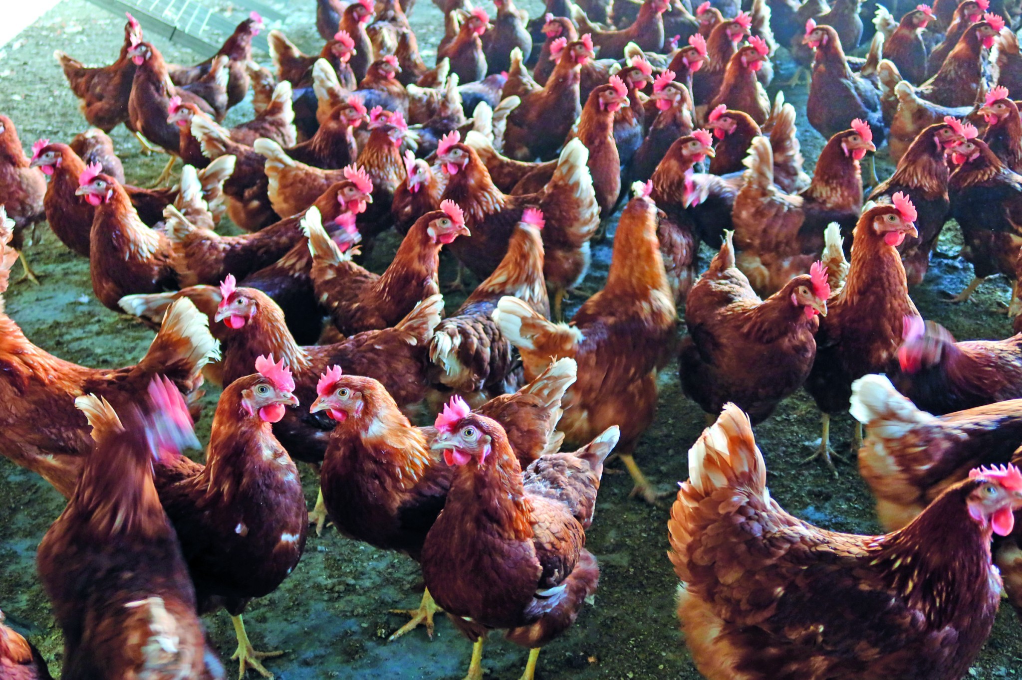 Influenza aviaire : la vallée du Rhône est désormais touchée