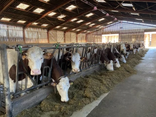 Pois, féverole, lupin et soja pour remplacer les correcteurs azotés