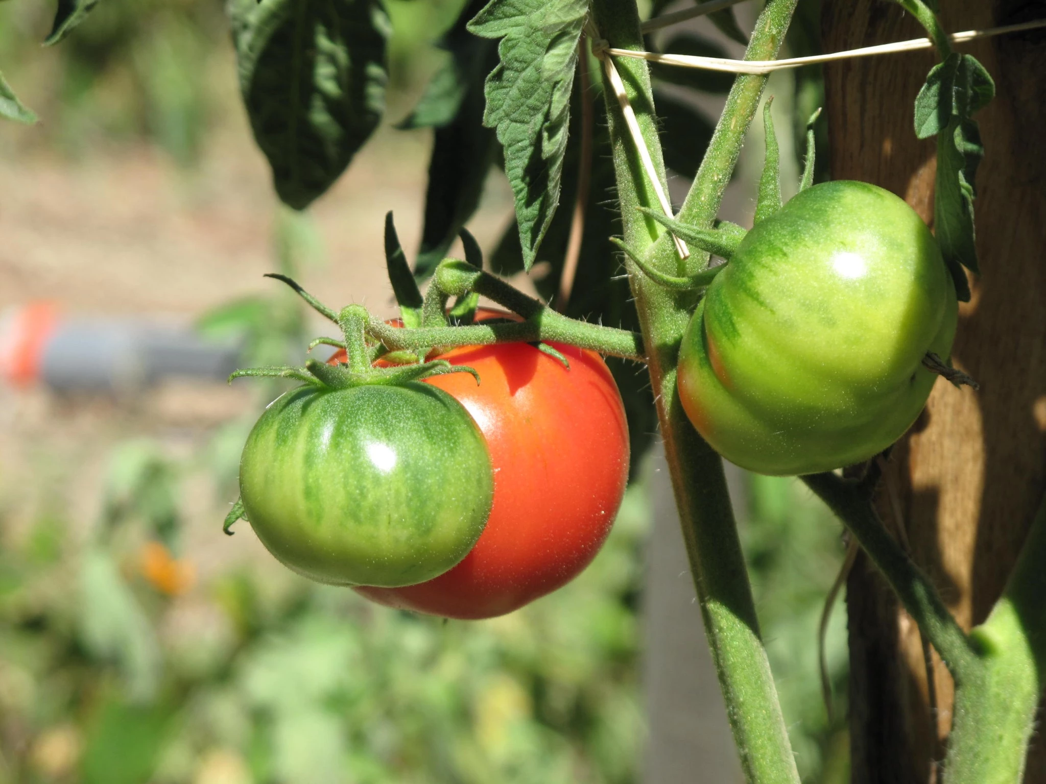La tomate, produit phare mais capricieux