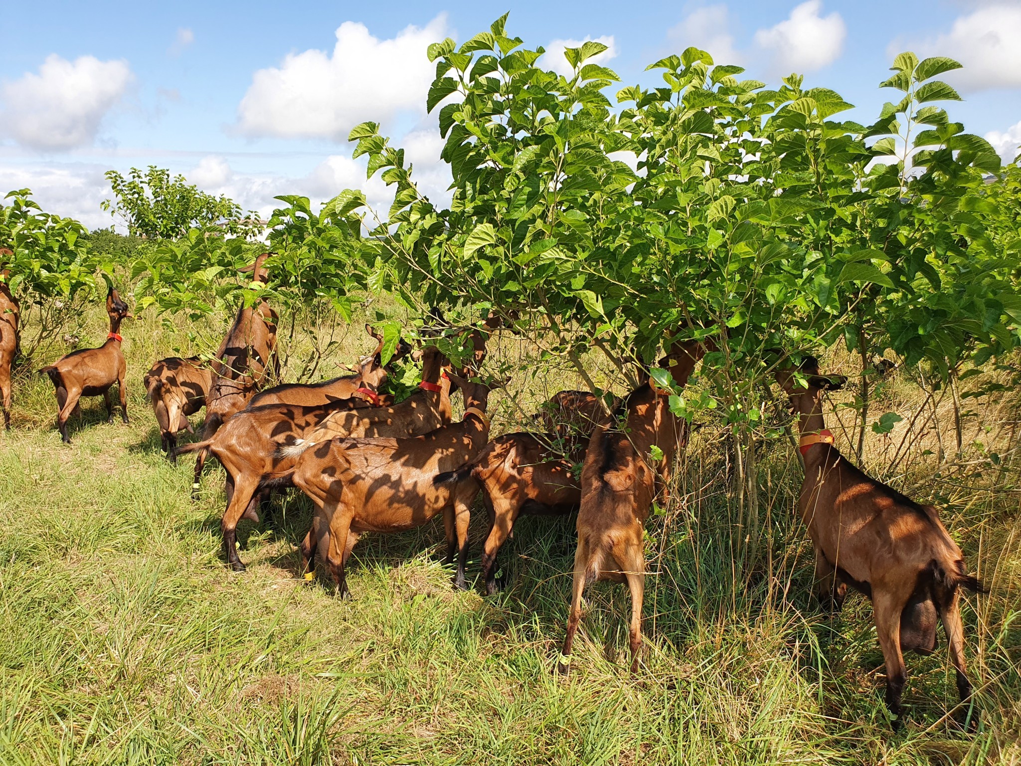 Arbres fourragers, une ressource prometteuse