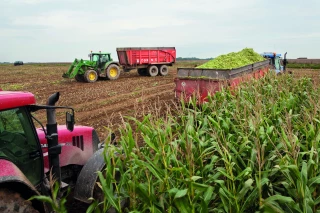 Les tendances des valeurs des maïs ensilage