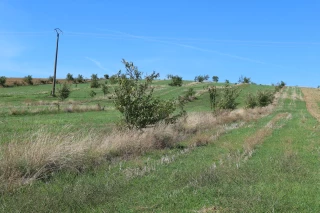 EARL Les Cabrettes : les arbres contribuent au bien-être animal
