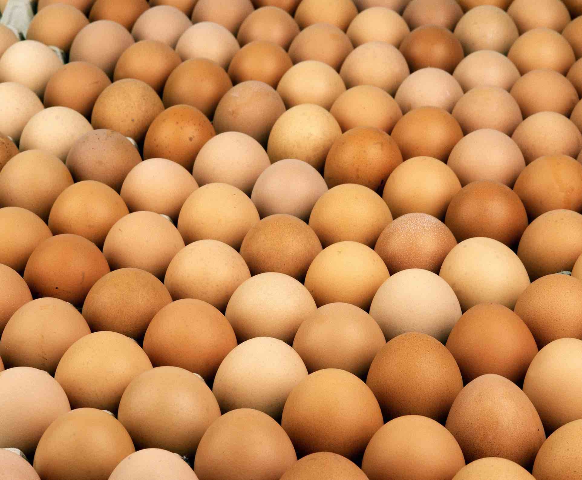 Marché de l’œuf : des tensions inédites