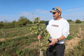 Pistachiers, grenadiers et oliviers s’implantent à Bourg-de-Péage