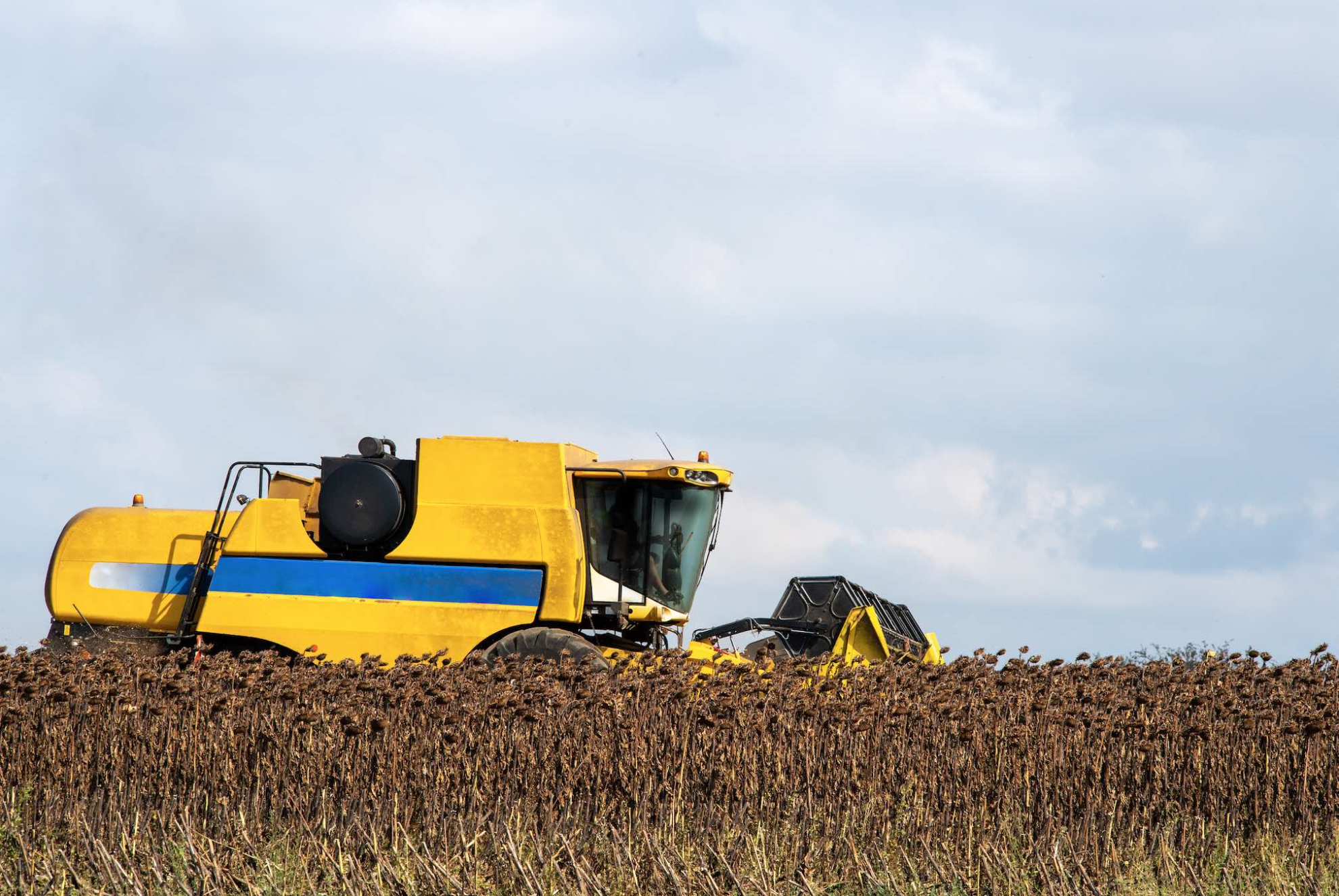 Tournesol : une récolte à 1,7 million de tonnes