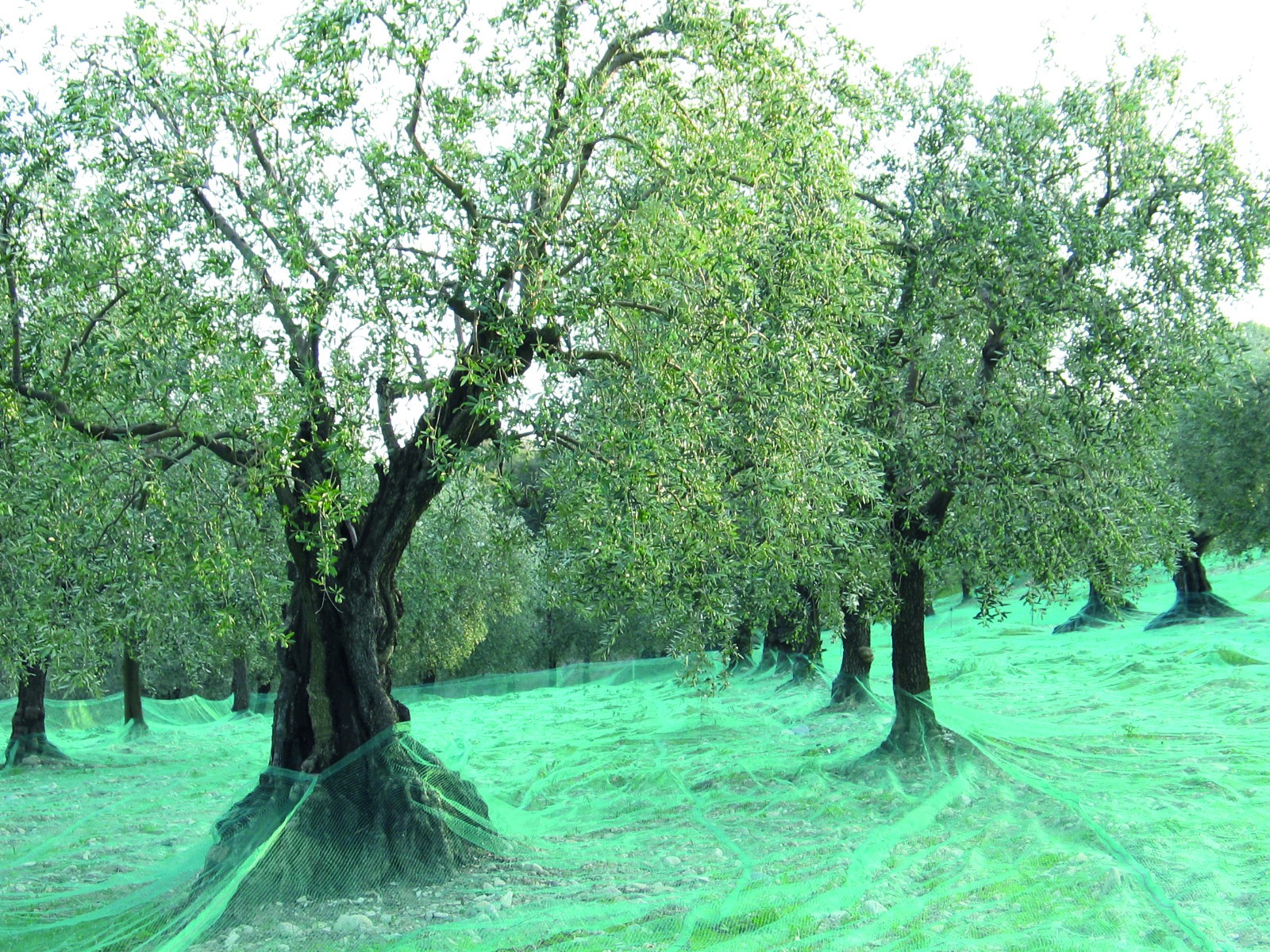 Olives de Nyons  et des Baronnies :  vers une petite récolte