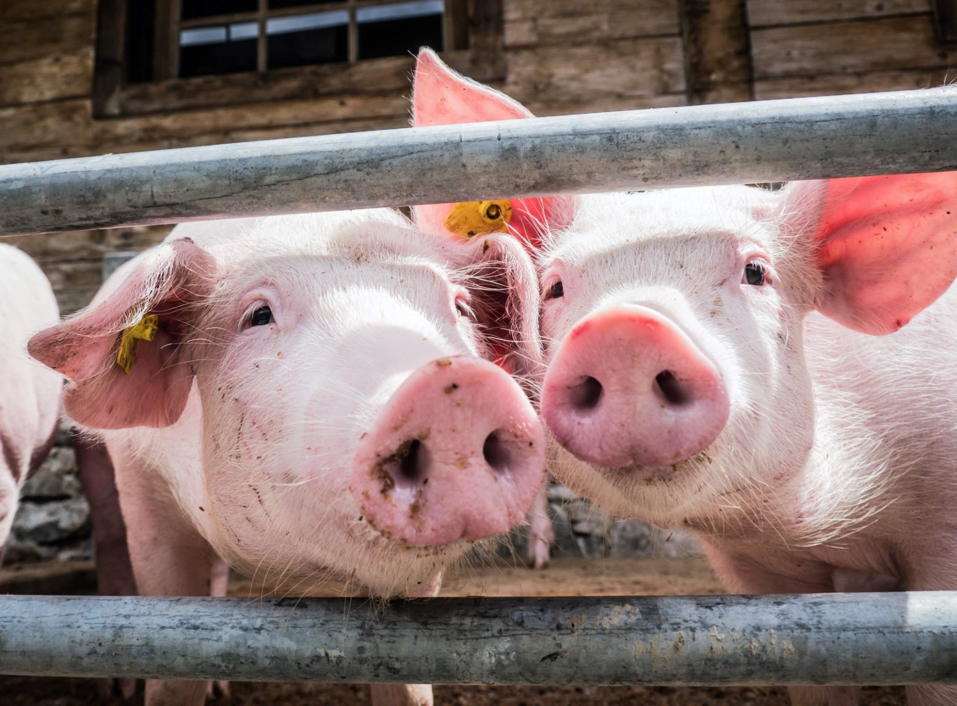 Chute des cours : les éleveurs de porcs inquiets