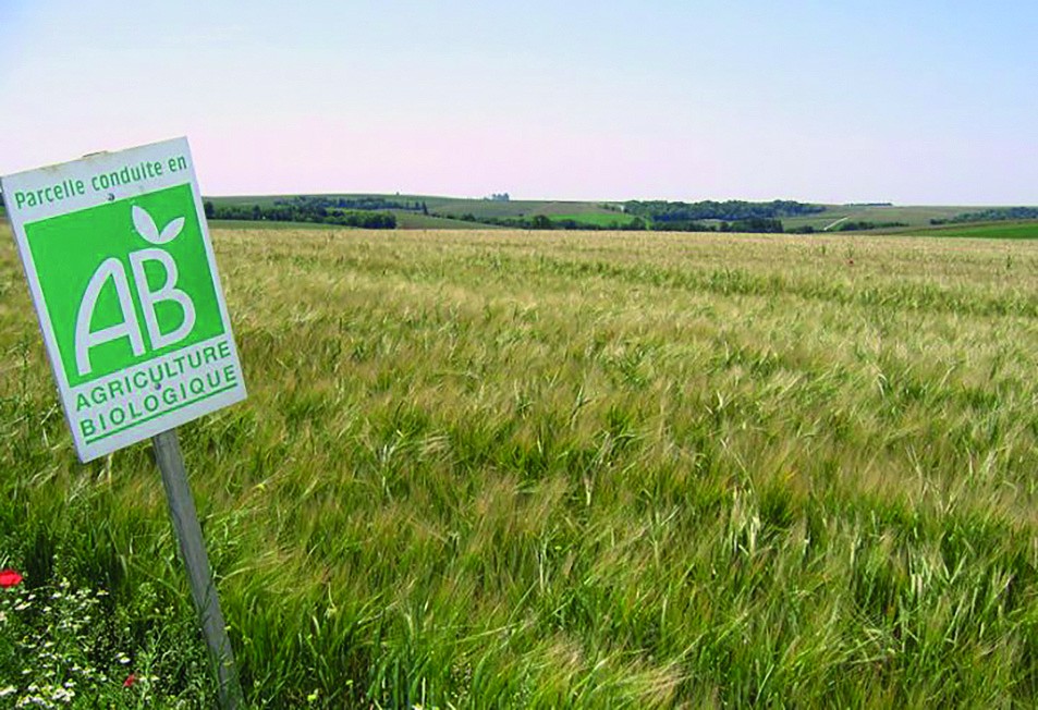 Etat des lieux de la filière grandes cultures bio 