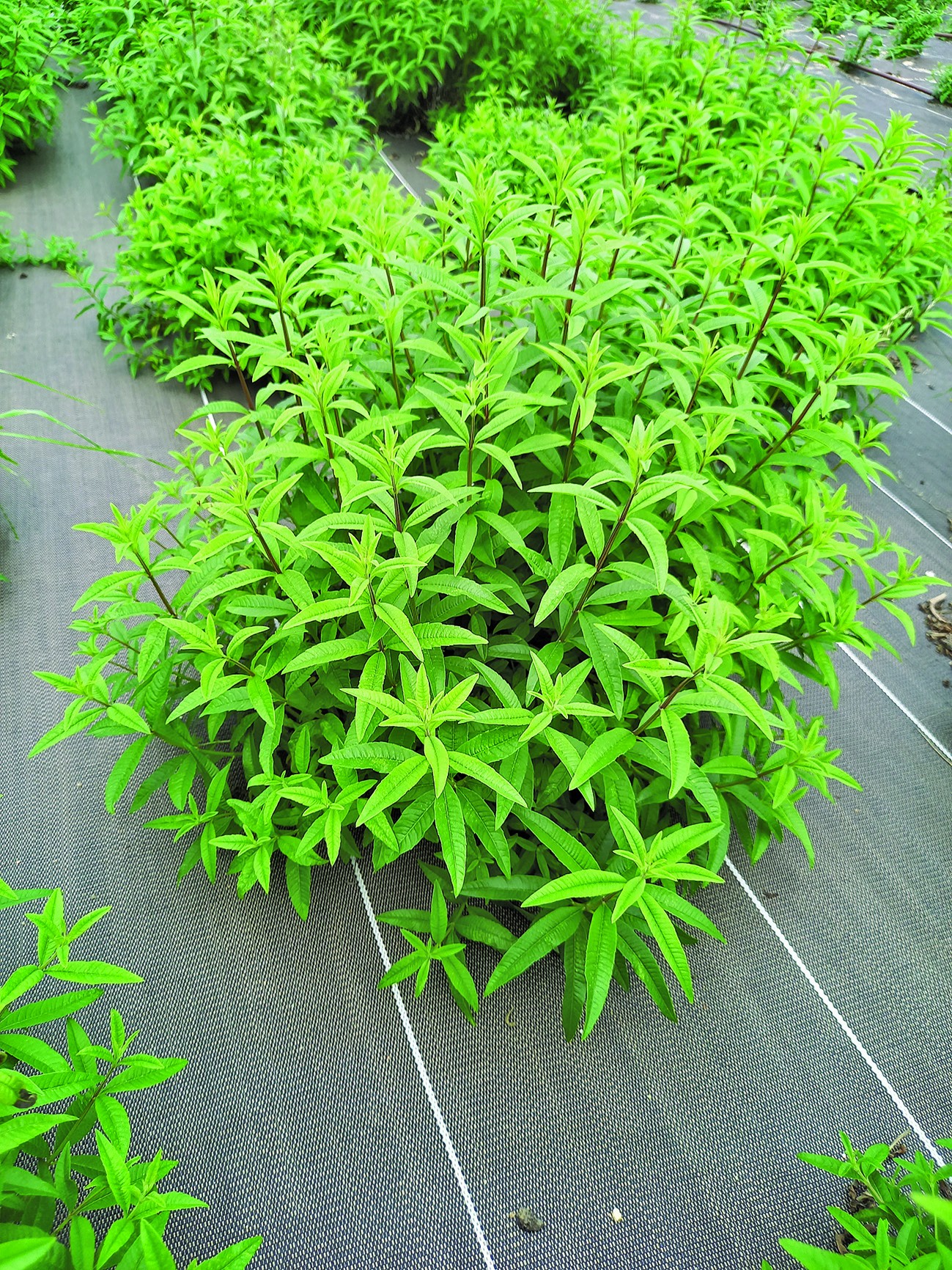 Verveine du Forez : un atelier bio à haute valeur ajoutée