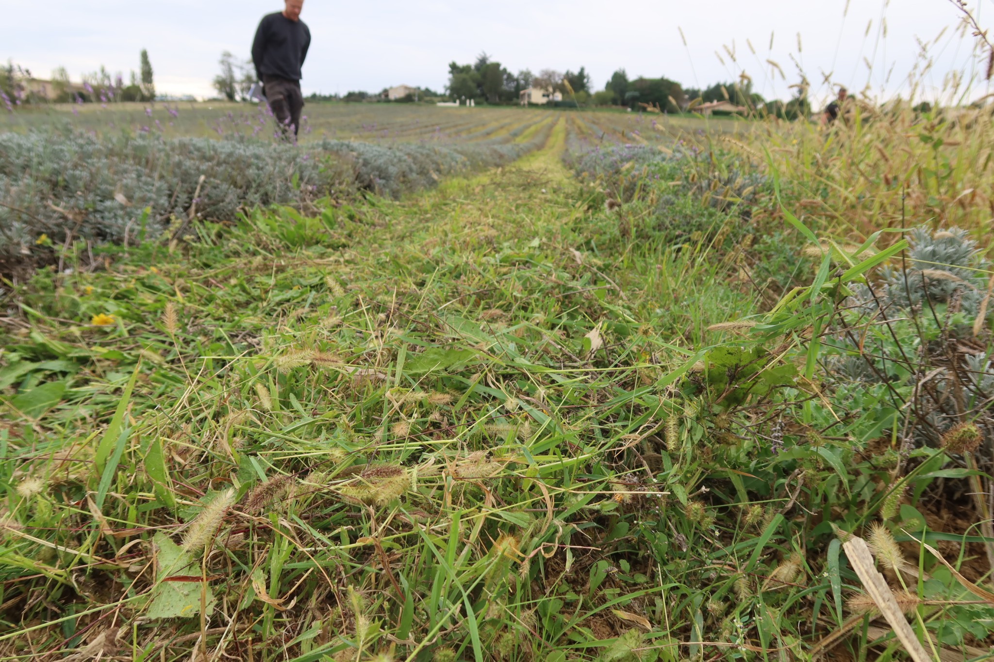 Les couverts végétaux font leurs preuves en lavande et lavandin