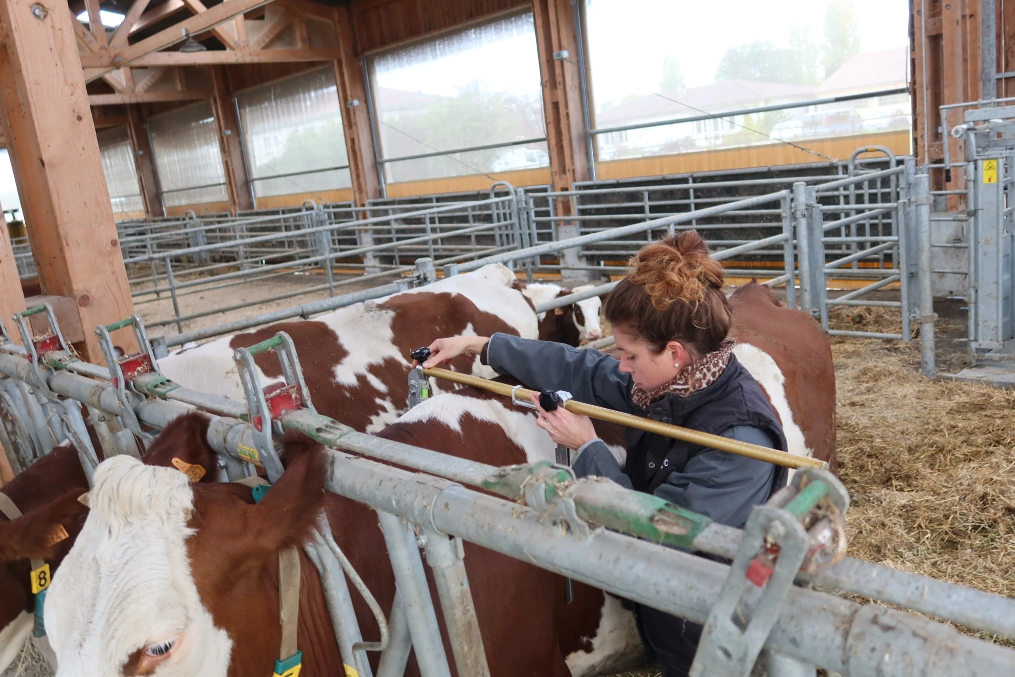 Charlotte Gayet ou la passion de la génétique Montbéliarde