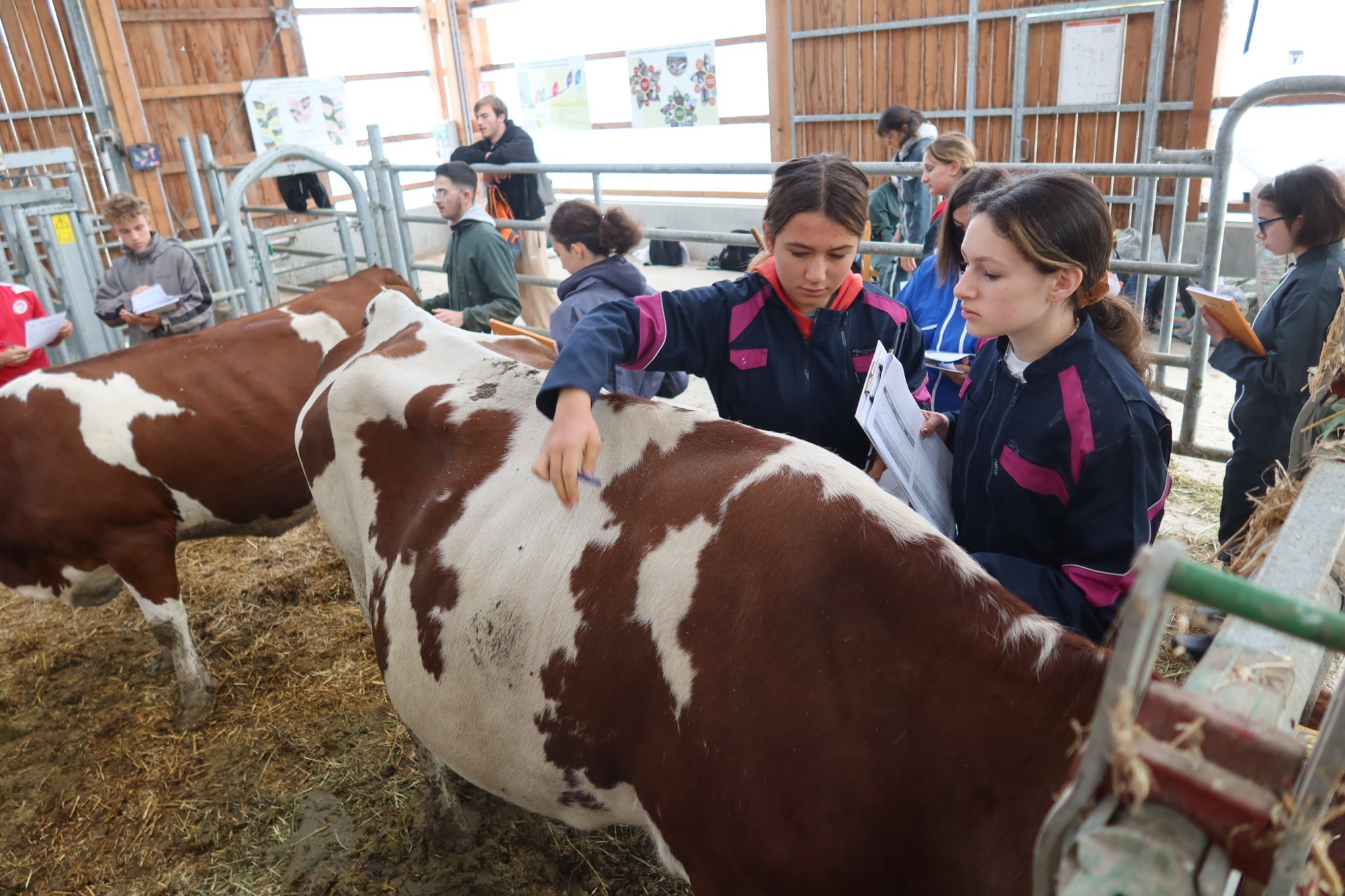 Concours de jugement d’animaux par les jeunes : c’est parti !