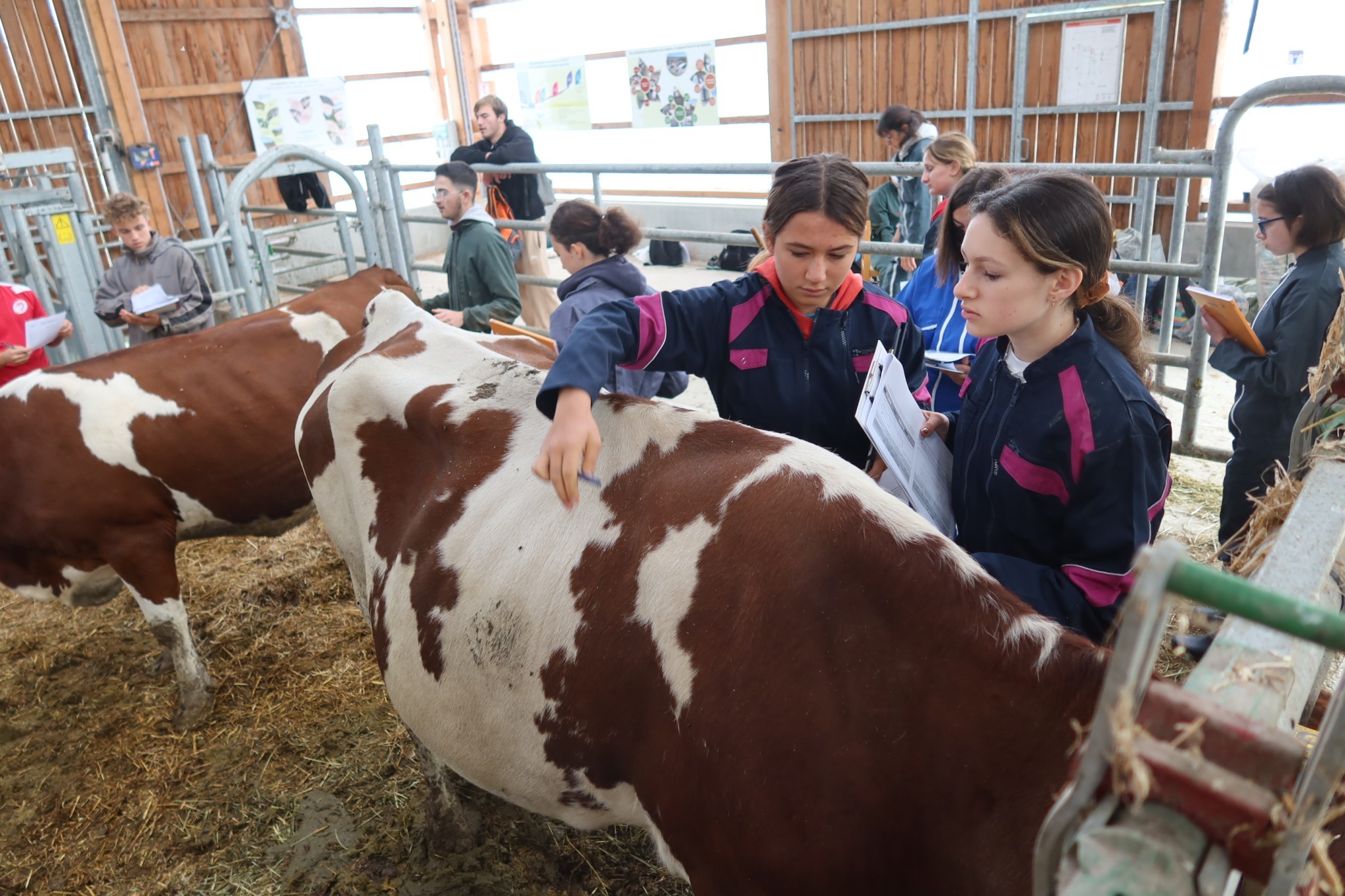 Concours de jugement d’animaux par les jeunes : c’est parti ! 