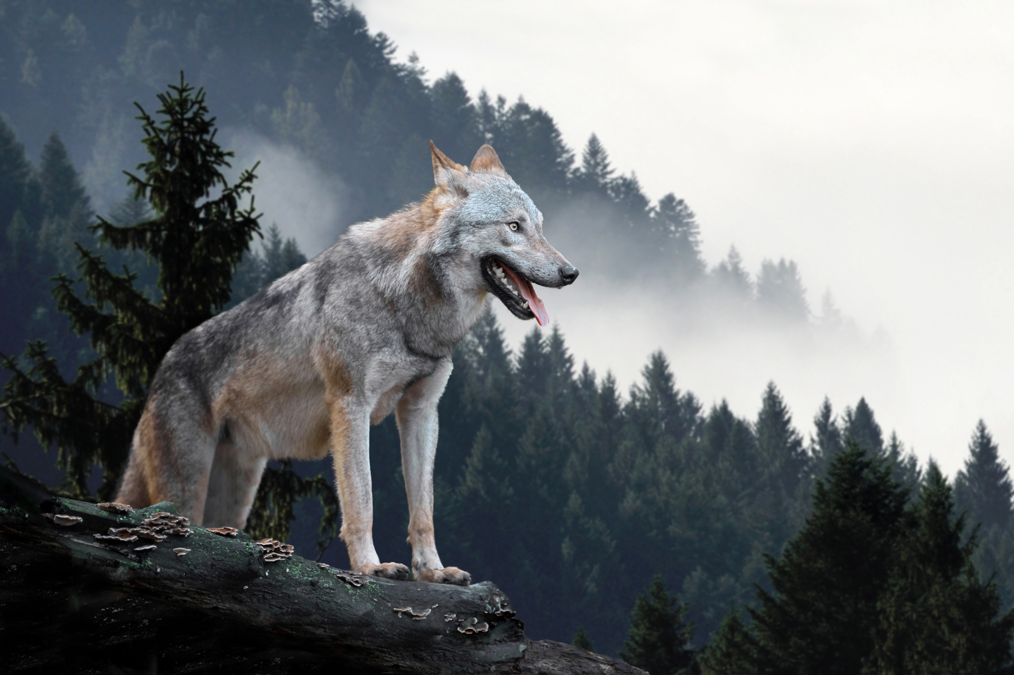 L’échec du plan loup