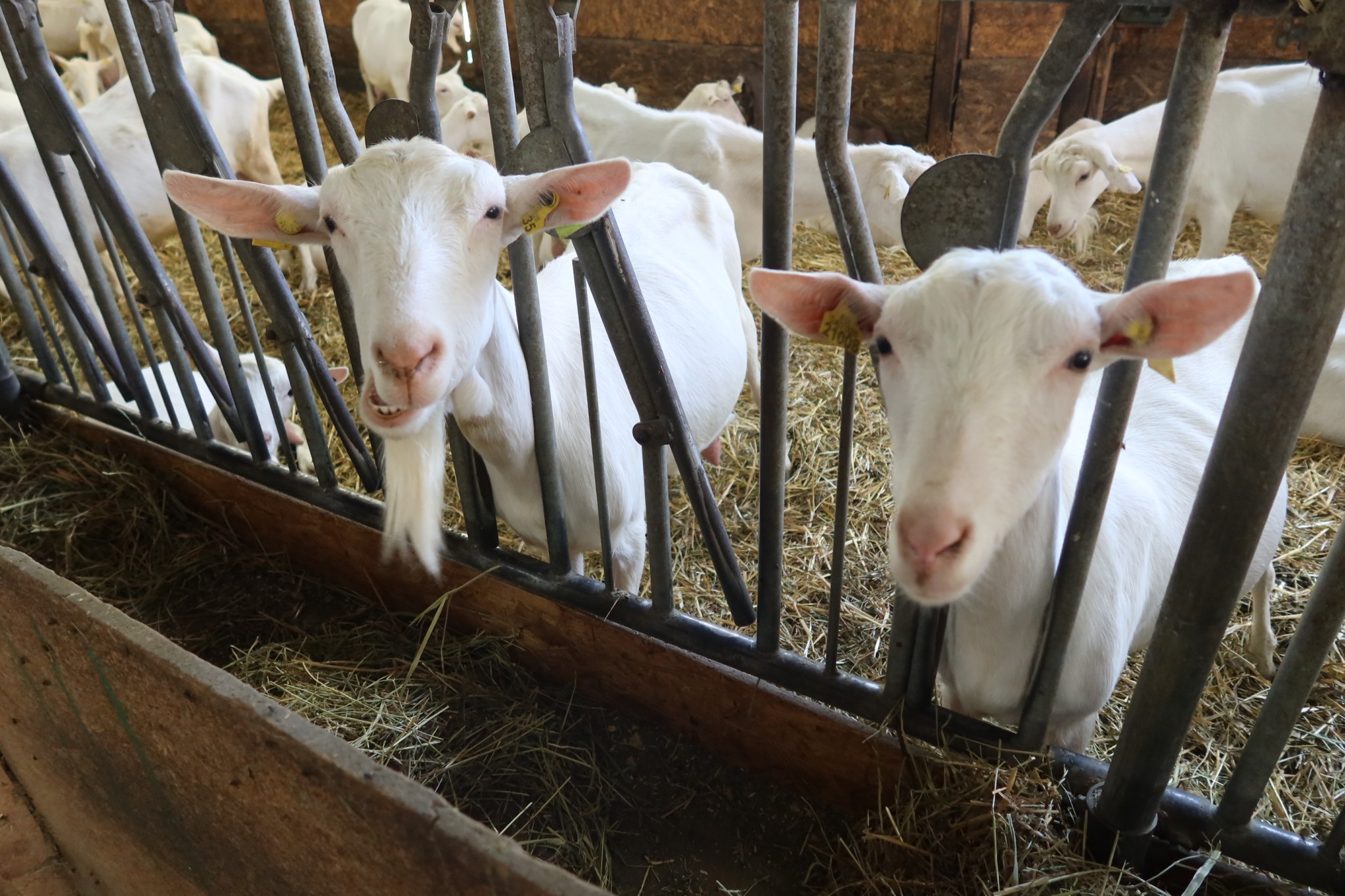 Stress, confort et alimentation peuvent jouer sur la qualité du lait de chèvre