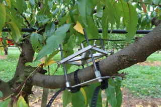 Dendrométrie sur pêchers : mieux identifier les besoins en eau de l’arbre