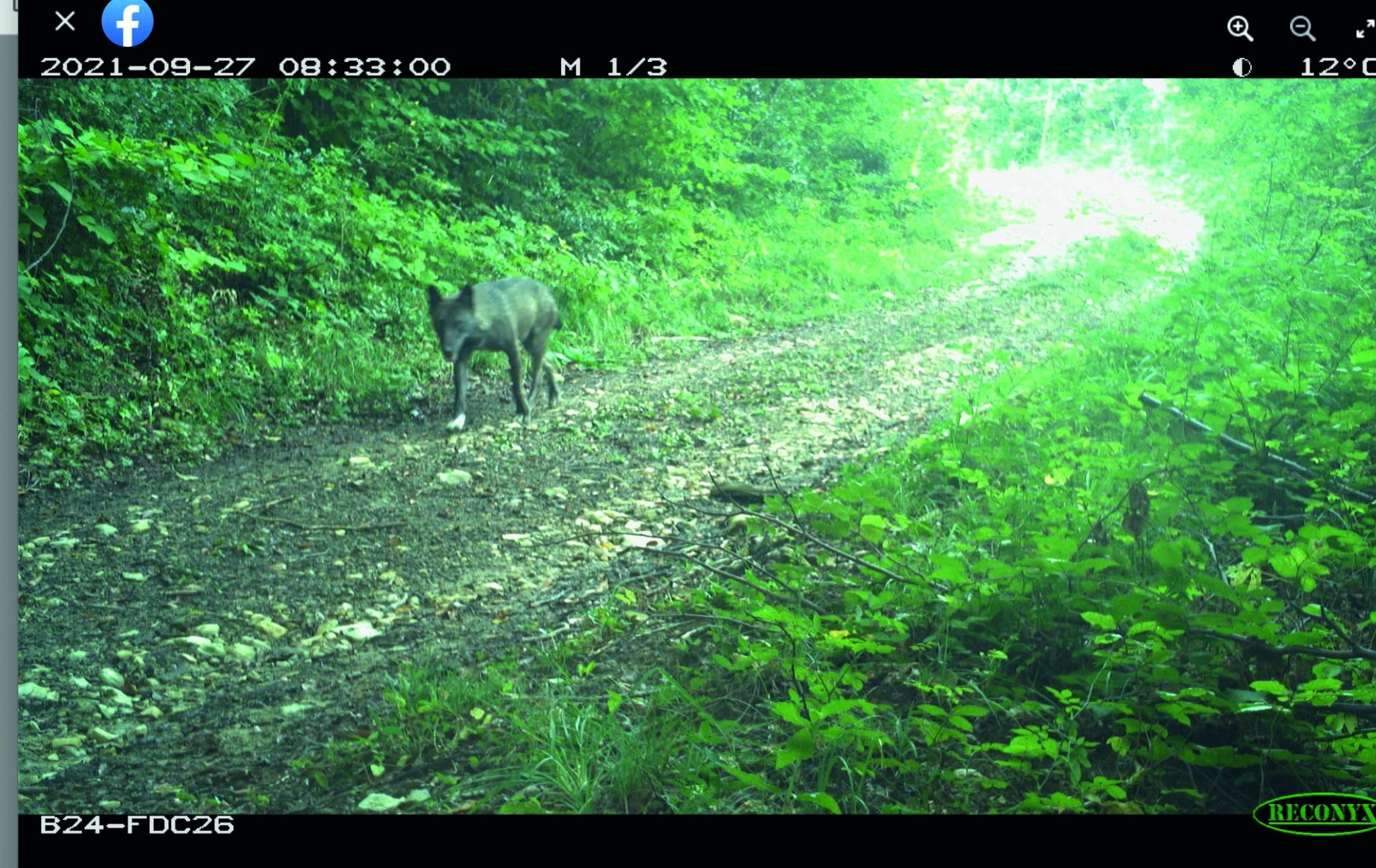 Le loup a sans doute un impact sur le gibier