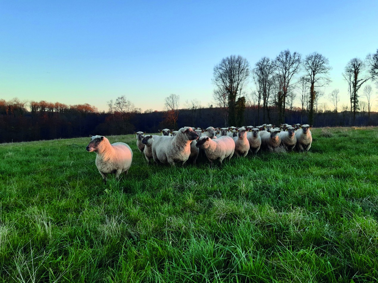 Les brebis pâturent les prairies des vaches en hiver