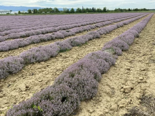 PPAM : cinq scénarios prospectifs