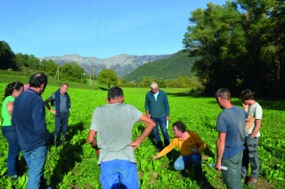 Fourrages pour les ovins : s’adapter  au changement climatique