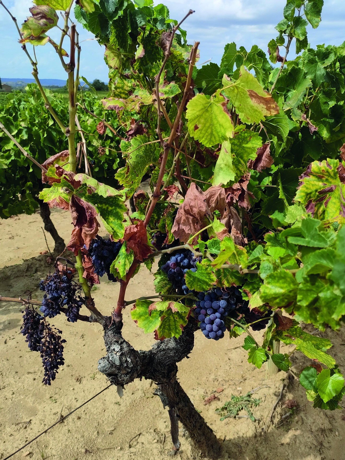 Vignoble : quelles sont les causes de dépérissement ?