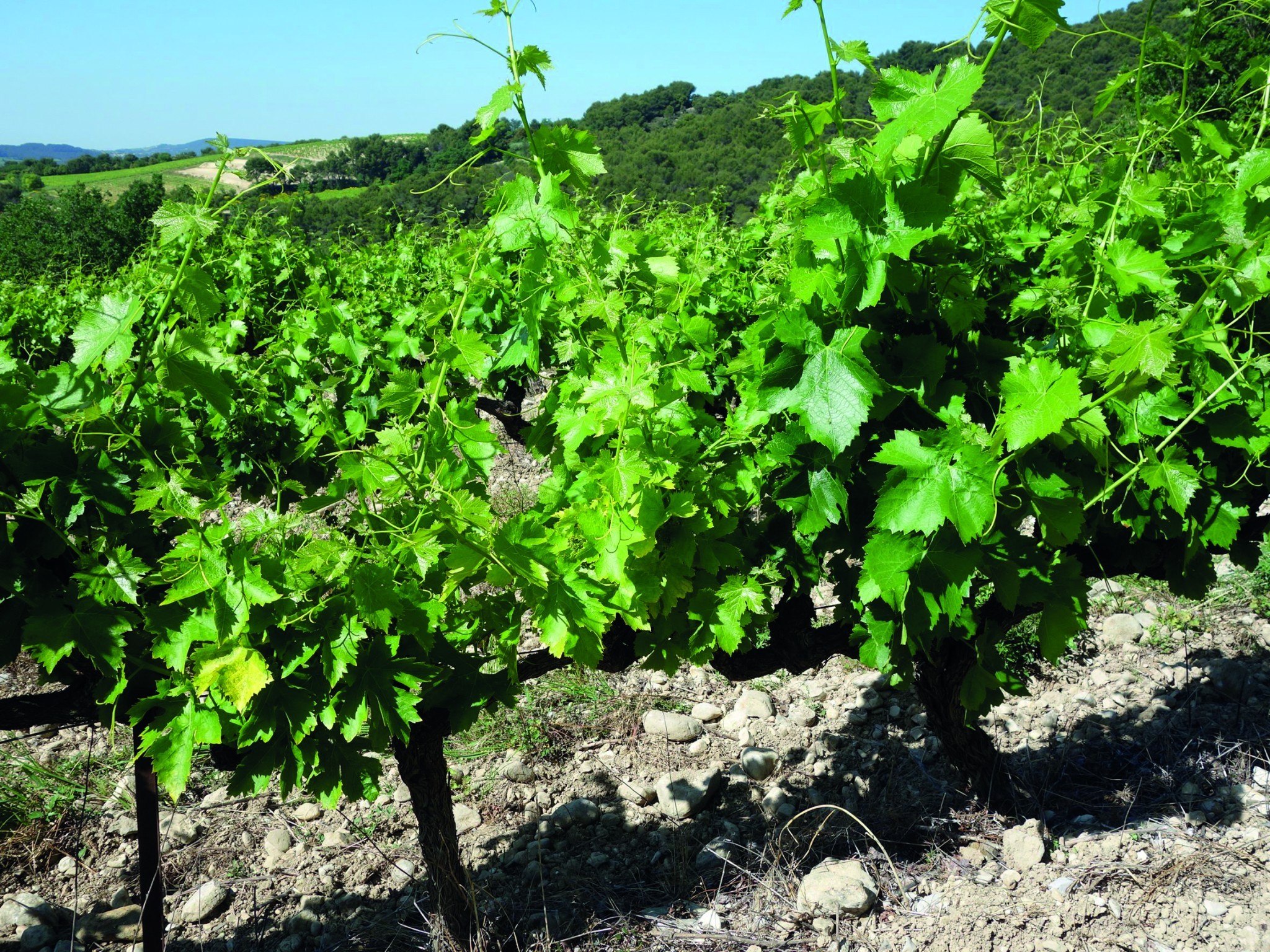 Dépérissement du vignoble français : un plan d’envergure