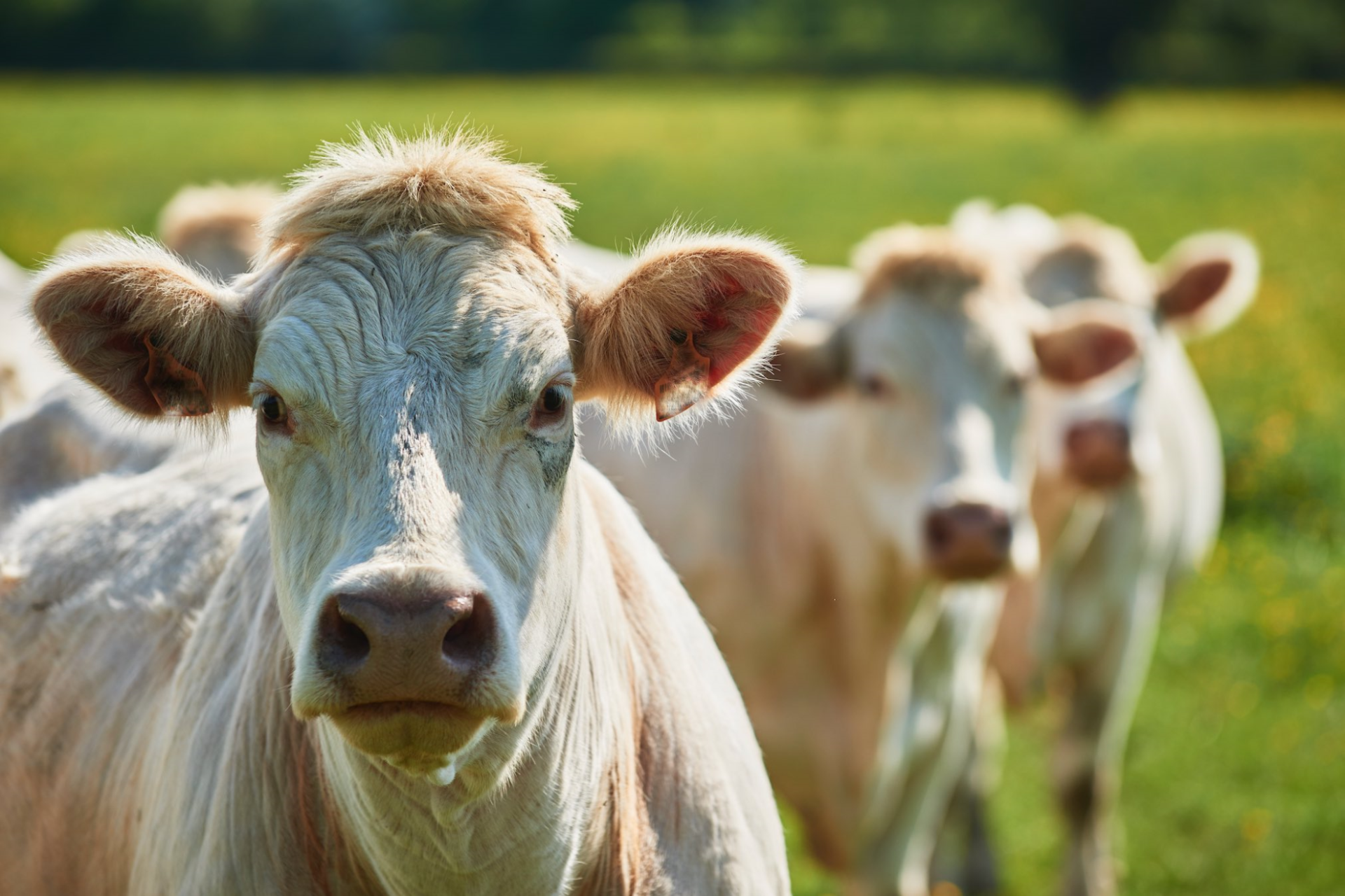 Viande bovine : des cours toujours élevés