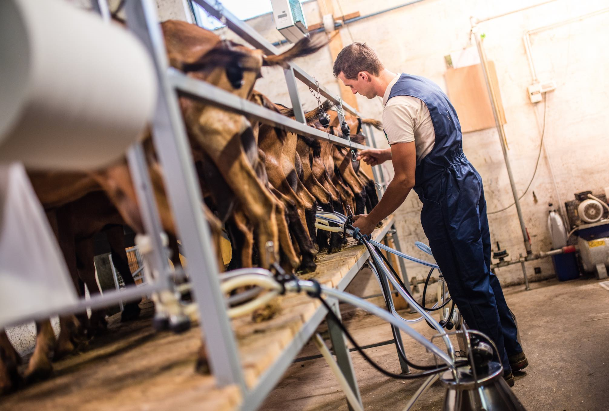 Lait de chèvre : la marge des producteurs s’est dégradée de 21 %