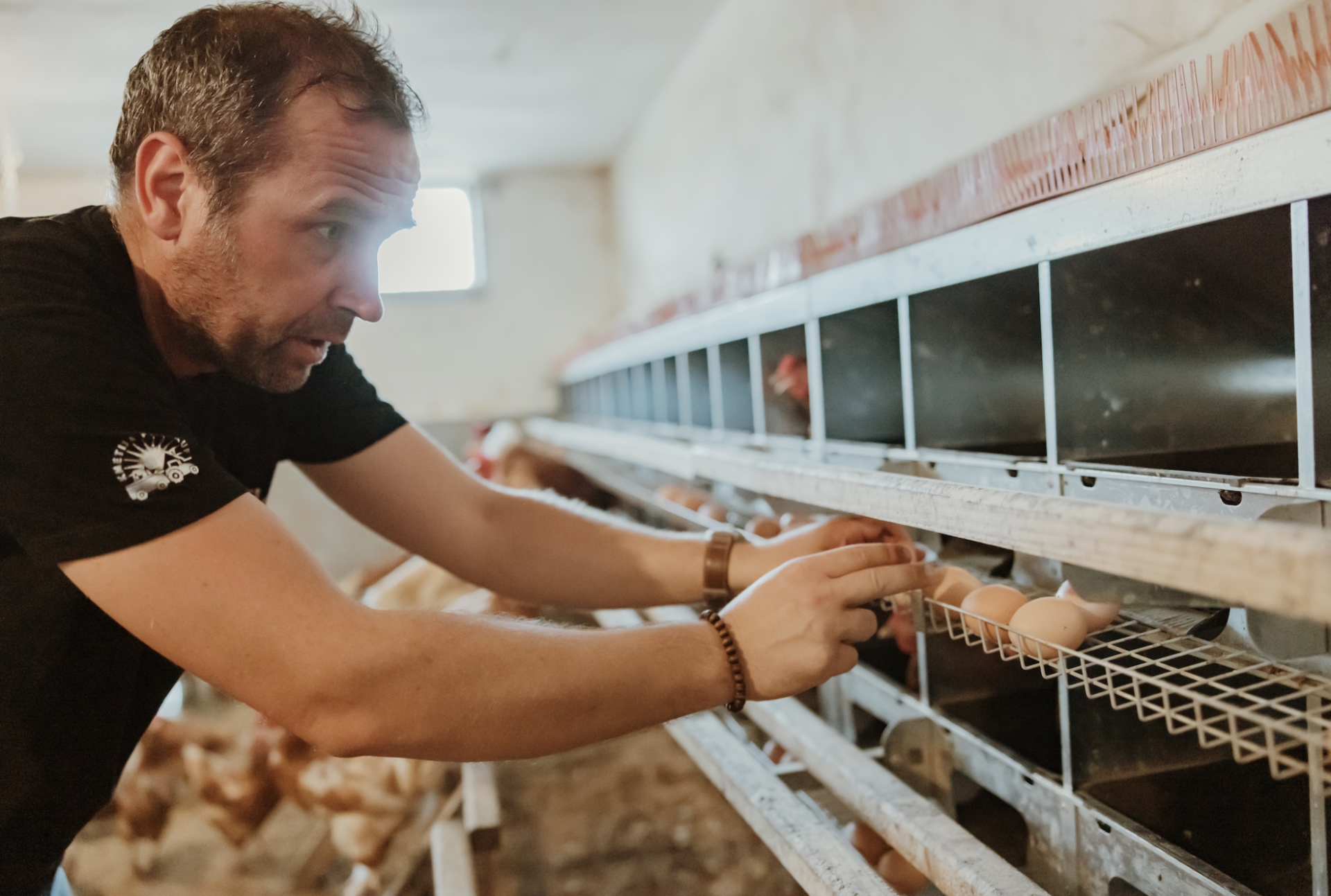 Les aviculteurs demandent 1 centime de plus par œuf minimum
