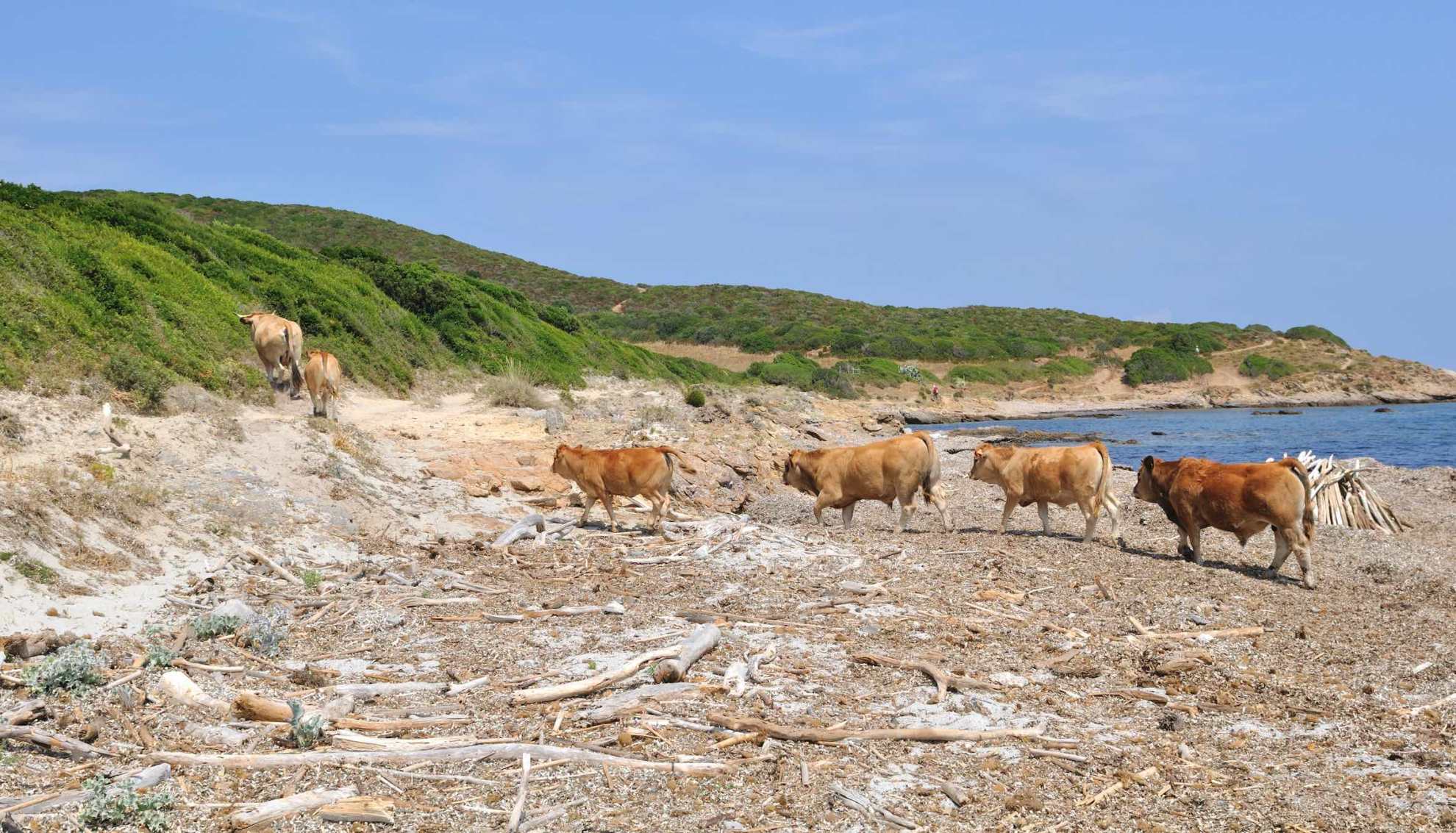 Une puce pour les vaches corses