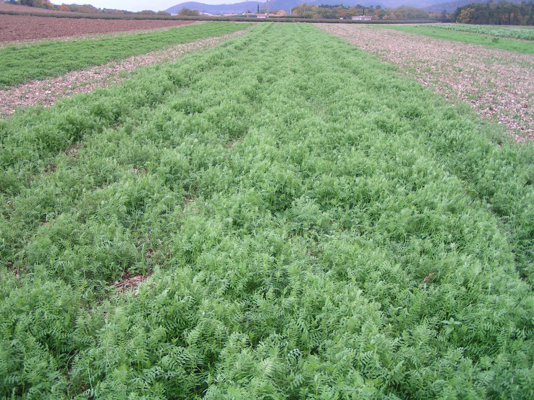 Les engrais verts, pour réduire la facture d’engrais !