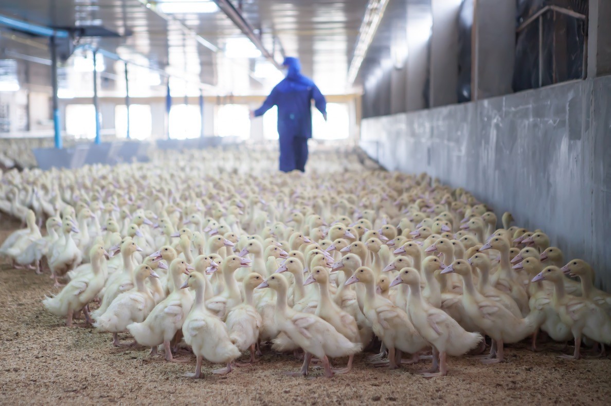 Grippe aviaire : un épisode européen « dévastateur »