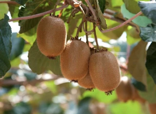 Neuf structures, dont Lorifruit,  créent l’AOPn Kiwi de France