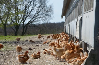 Huiles essentielles : une alternative intéressante aux antibiotiques