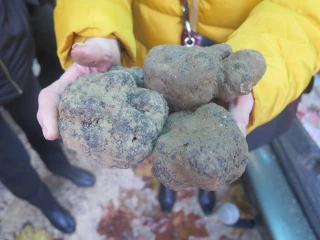 Une saison des truffes délicate