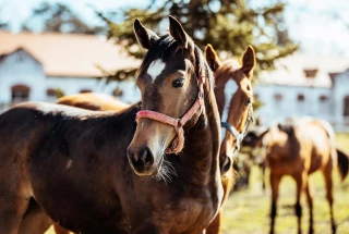 Une escroquerie à la viande de cheval devant le tribunal de Marseille