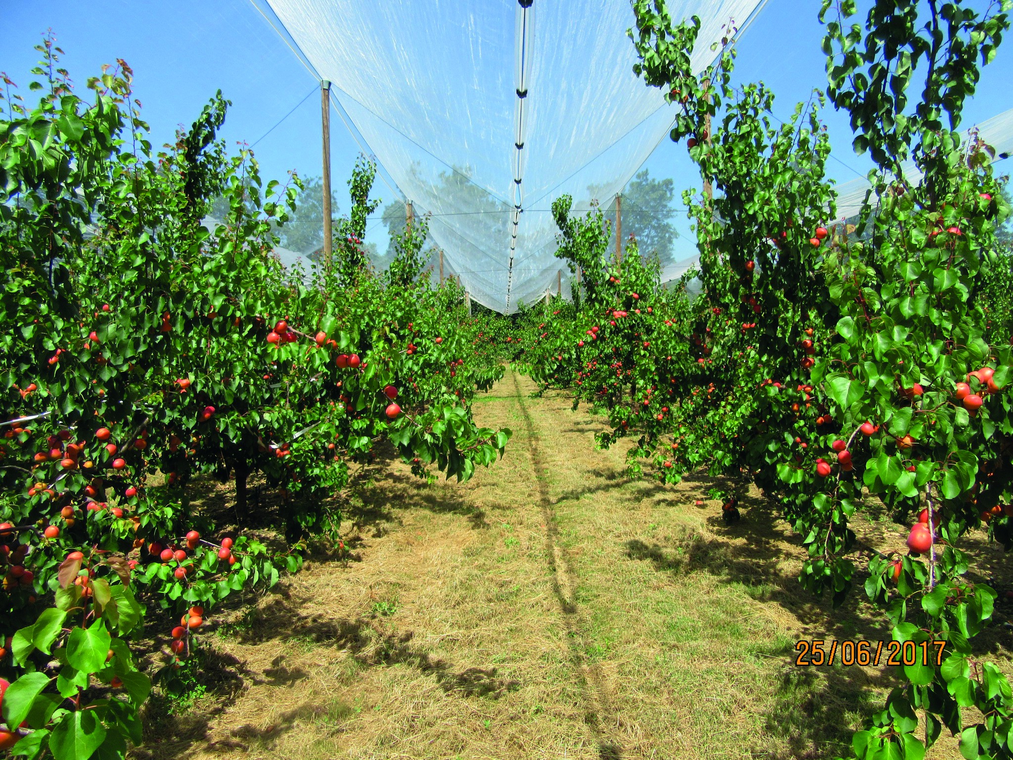 Abricots : les variétés de demain en Auvergne-Rhône-Alpes