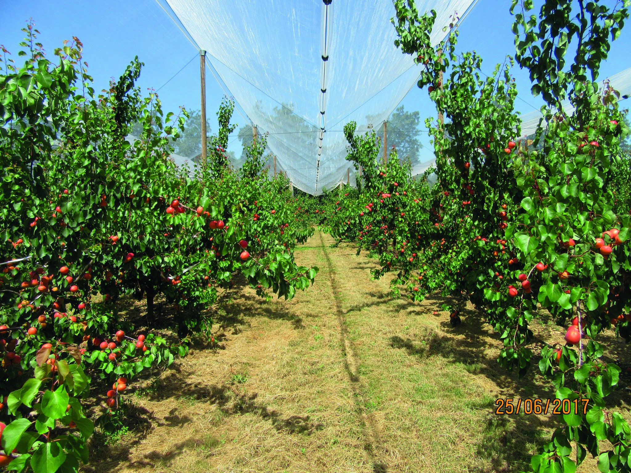 Abricots : les variétés de demain  en Auvergne-Rhône-Alpes