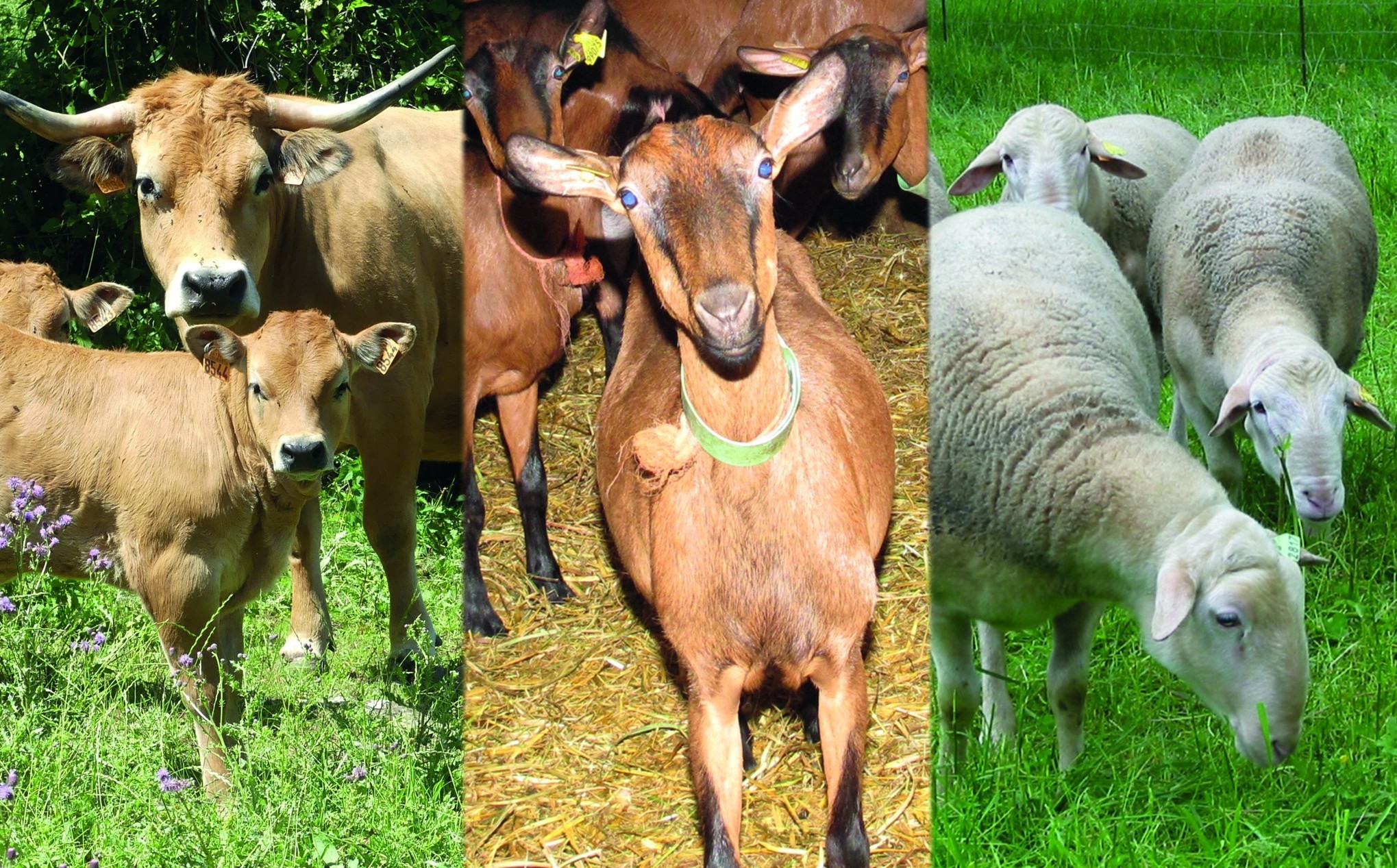 Les demandes d’aides animales sont ouvertes sur Telepac