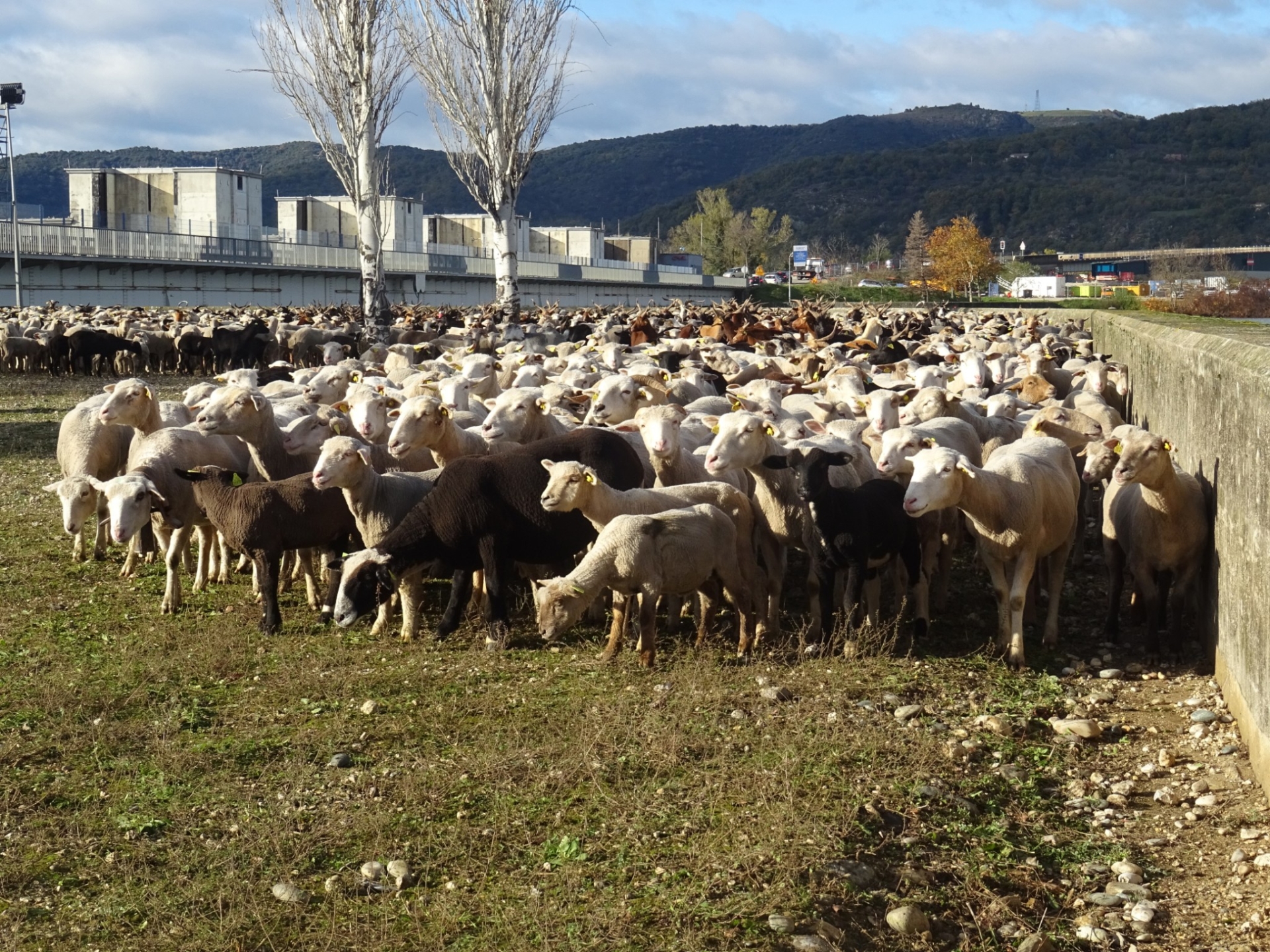 CNR : l’activité pastorale comme  mode d’entretien des digues du Rhône